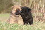 CHOW CHOW 231